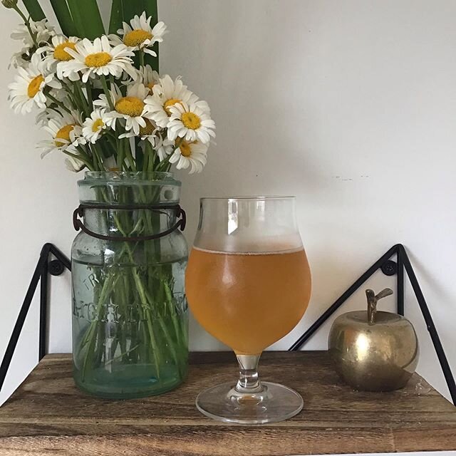 $5 Belfast Blend tap pours from 1 to 9 today as we celebrate the official release of our collaboration w Whaleback Farm Cider! 100% Belfast apples, foraged by our staff from backyards and field edges from around town. Dry and tannic w notes of unsweetened tea, apple skin, and toast. Closest comp would be a brown ale. Stop by and have a taste of town! #communitycider #backyardapples #heirloomapples #wildfermentation #wildyeast #apples #cider #terroir #drinklocal #ciderontap #ciderbar #collaboration #perennialciderbar #maine #mainebars #mainerestaurants #belfastmaine